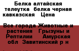 Белка алтайская телеутка, белка черная кавказская › Цена ­ 5 000 - Все города Животные и растения » Грызуны и Рептилии   . Амурская обл.,Завитинский р-н